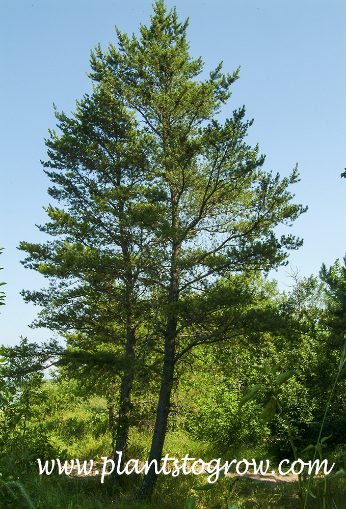 Jack Pine (Pinus banksiana)
This tree was growing 100-200 feet from the shores of Lake Superior in pure sand.